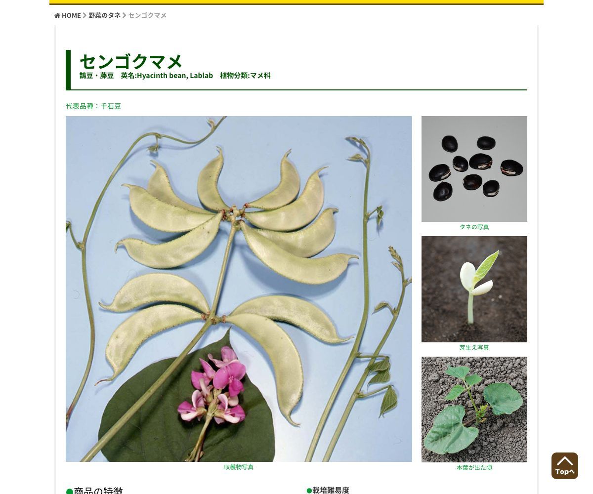 千石豆（赤花）