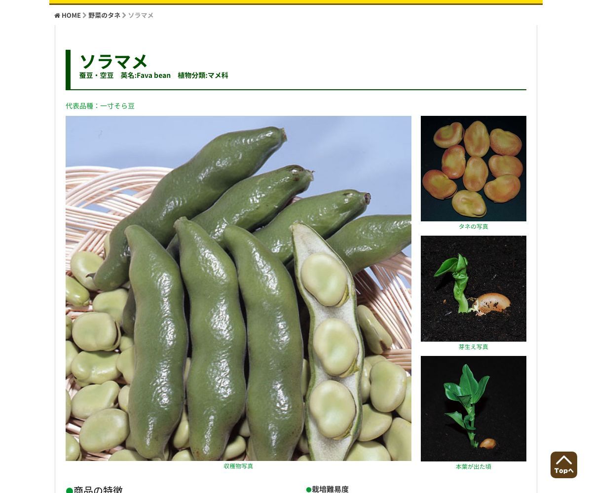 春まきそら豆 一寸法師