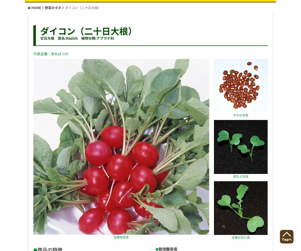 赤丸はつか ラディッシュ