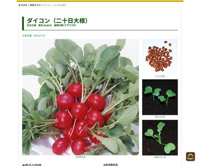 キスミーはつか大根の画像