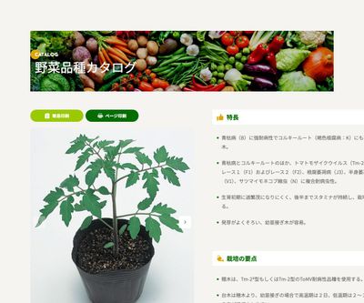 ボランチ®の画像