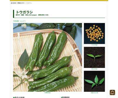 甘長とうがらし 柳美（りゅうび）の画像