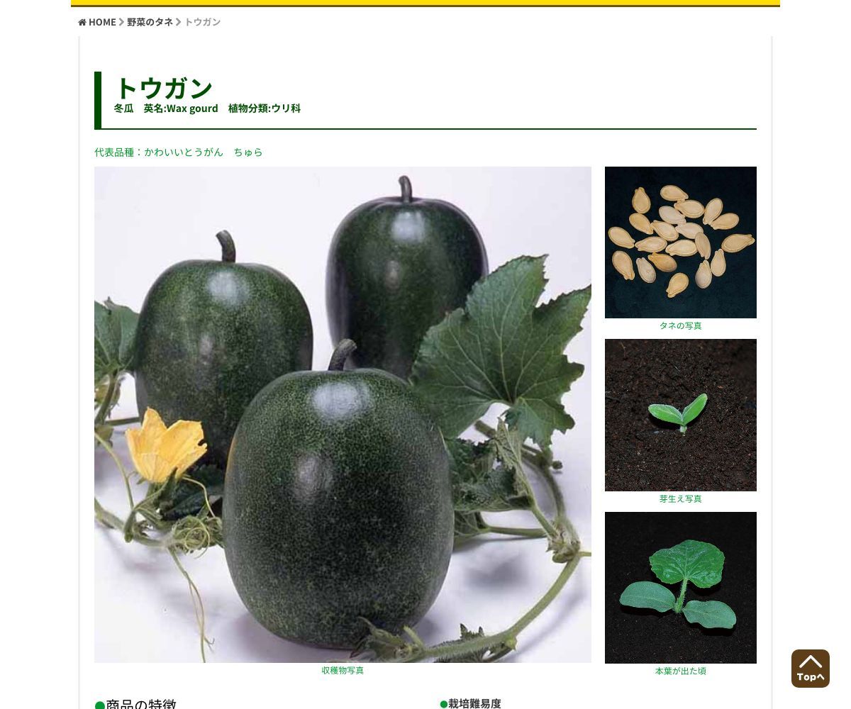 沖縄とうがん（販売地域限定）