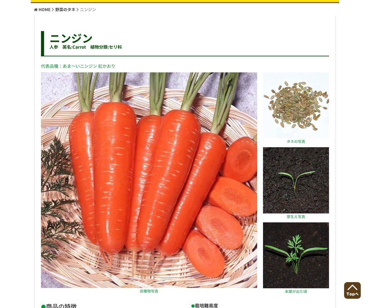 冬越五寸にんじん 冬王