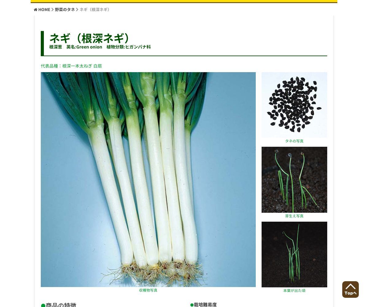 根深一本太ねぎ 白扇（はくせん）