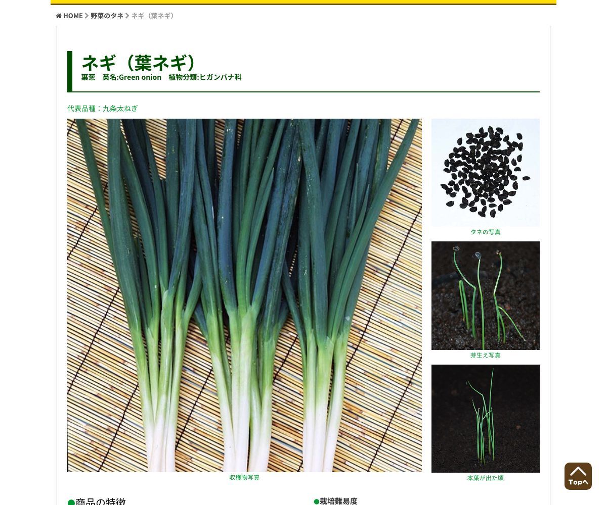 九条太ねぎ