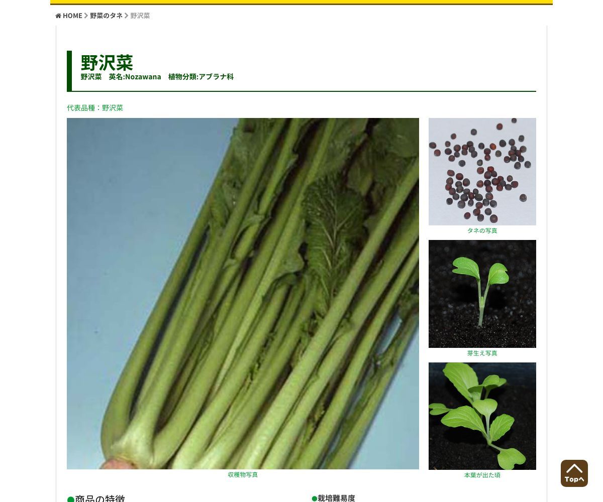 春まき野沢菜 うぐいす菜