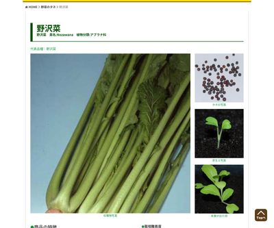 春まき野沢菜 うぐいす菜の画像