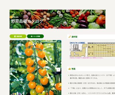 オレンジ千果の画像