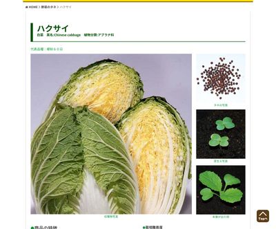 野崎白菜の画像