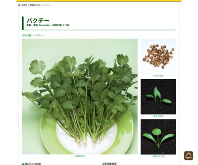 パクチーの画像