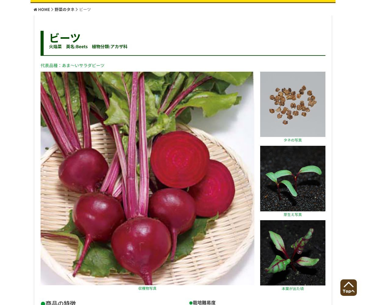 あま～い サラダビーツ