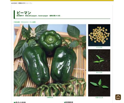 やわらかピーマン 緑輝（りょくき）の画像