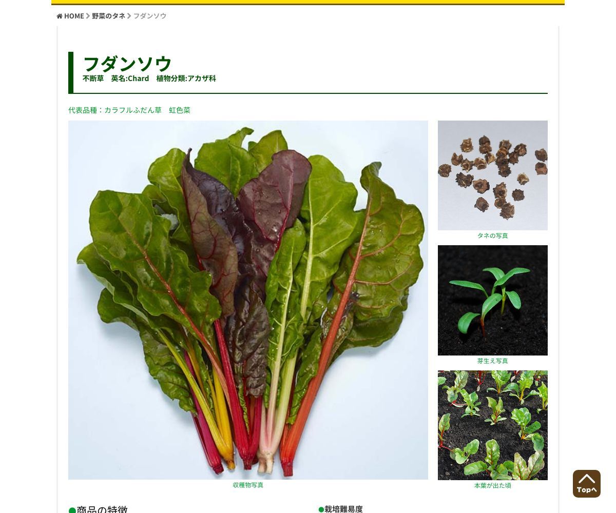 カラフルふだん草 虹いろ菜