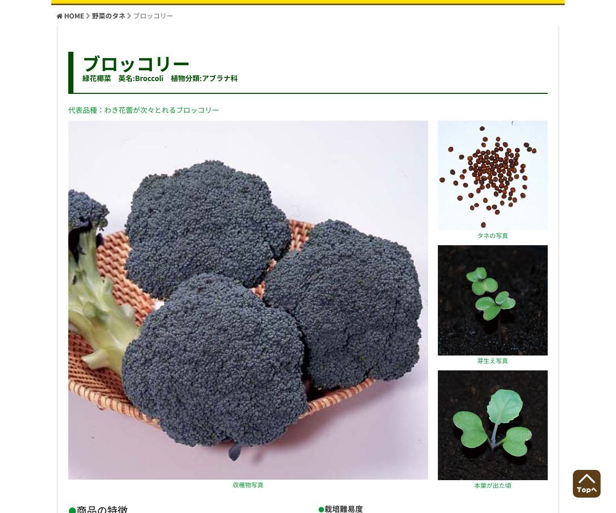 わき花蕾が次々とれるブロッコリー