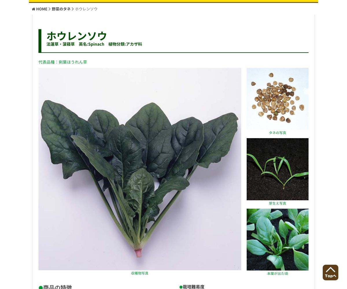 秋まき サラダほうれん草