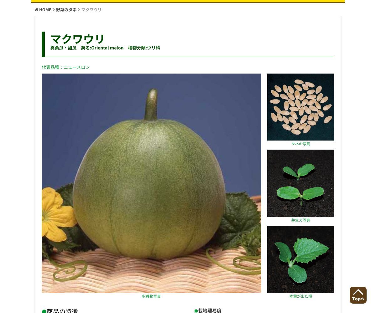 極甘黄金まくわ瓜 黄楽々（きらら）