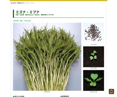 太茎 千筋京水菜の画像