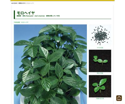 モロヘイヤの画像