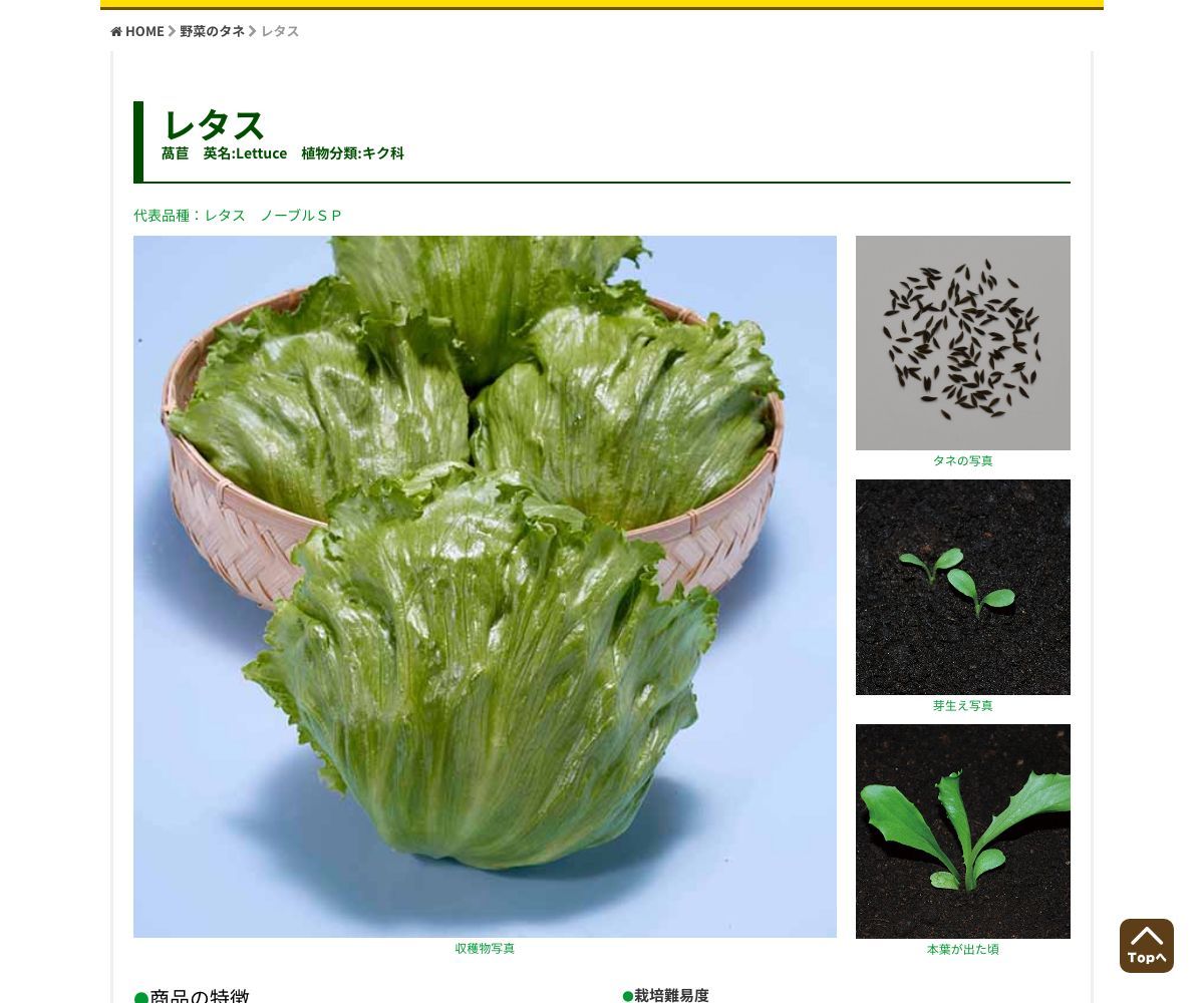 まーさん・チシャ菜（販売地域限定）