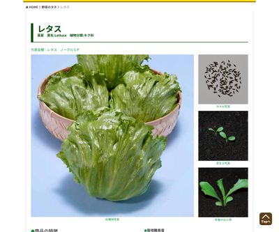 まーさん・チシャ菜（販売地域限定）の画像