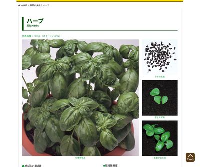 レモンバームの画像