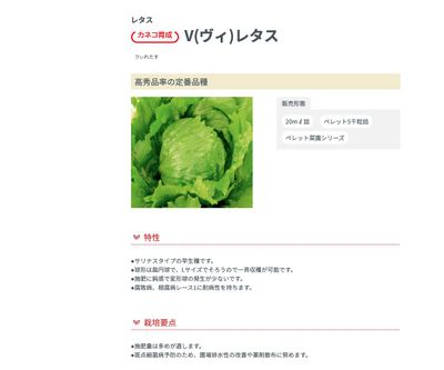 V(ヴィ)レタスの画像