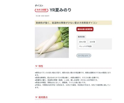 YR夏みのりの画像