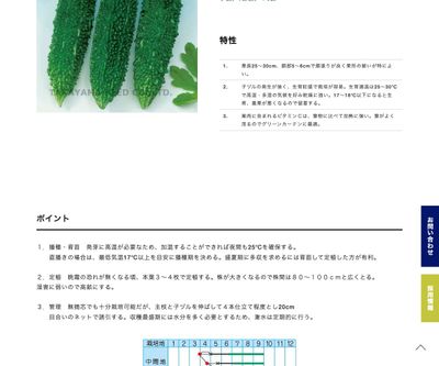 沖縄中長ゴーヤの画像