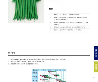 セルシー菜豆の画像