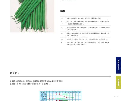 セプター菜豆の画像