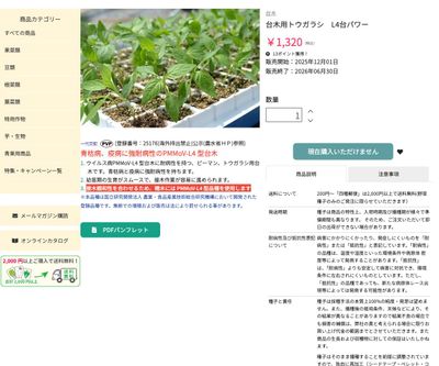台木用トウガラシ L4台パワーの画像