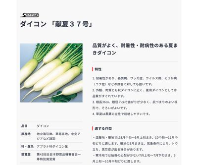 献夏３７号の画像