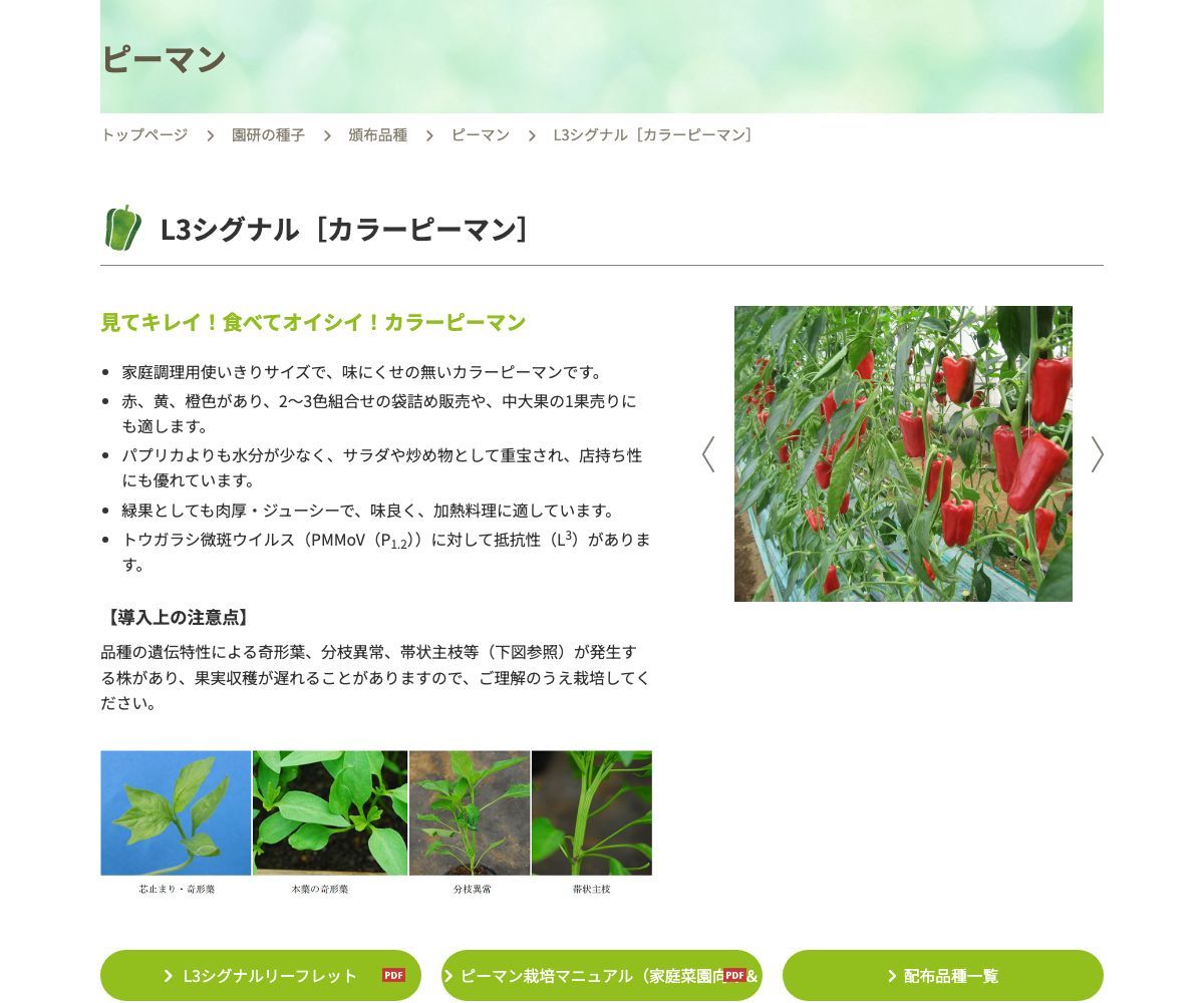 L3シグナル［カラーピーマン］