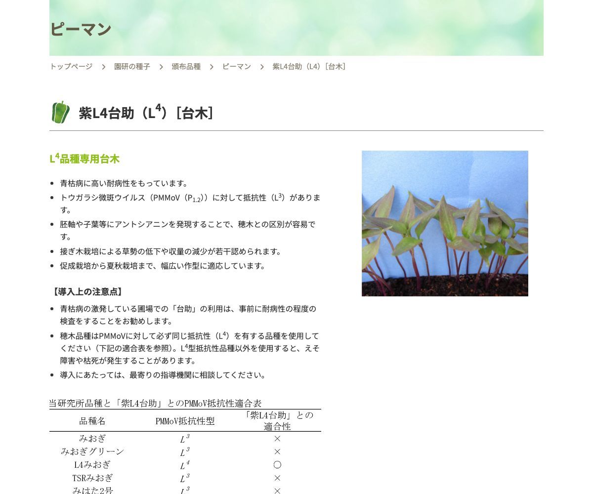 紫L4台助（L4）［台木］