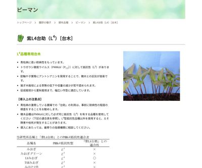 紫L4台助（L4）［台木］の画像