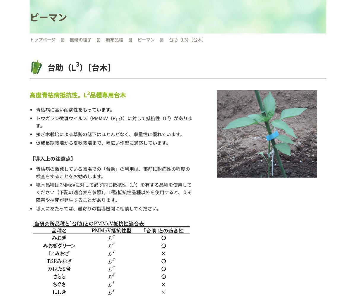 台助（L3）［台木］