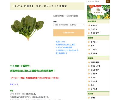 サマードリーム１１法蓮草の画像