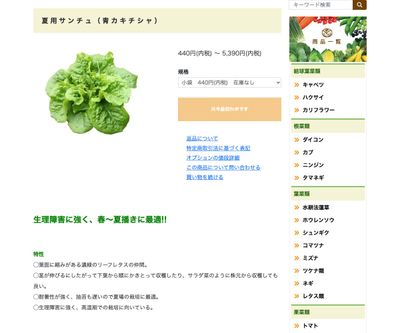 夏用サンチュ（青カキチシャ）の画像