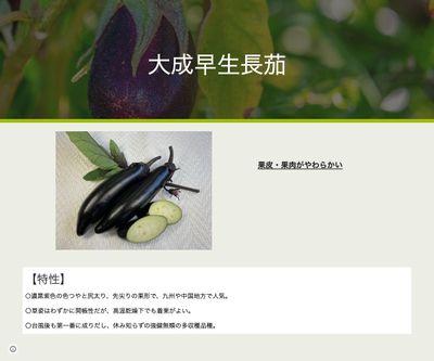 大成早生長茄の画像