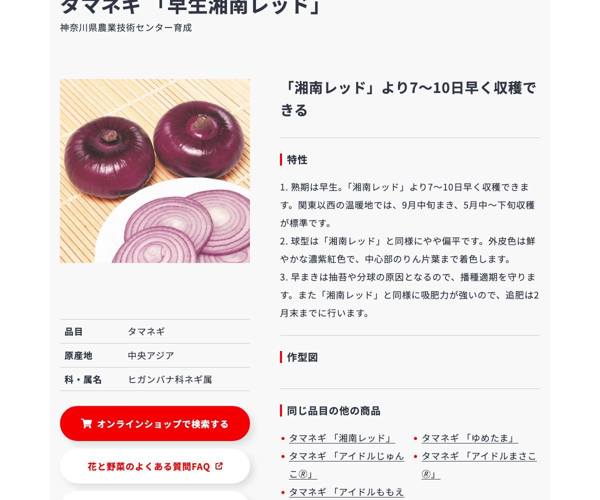 早生湘南レッド
