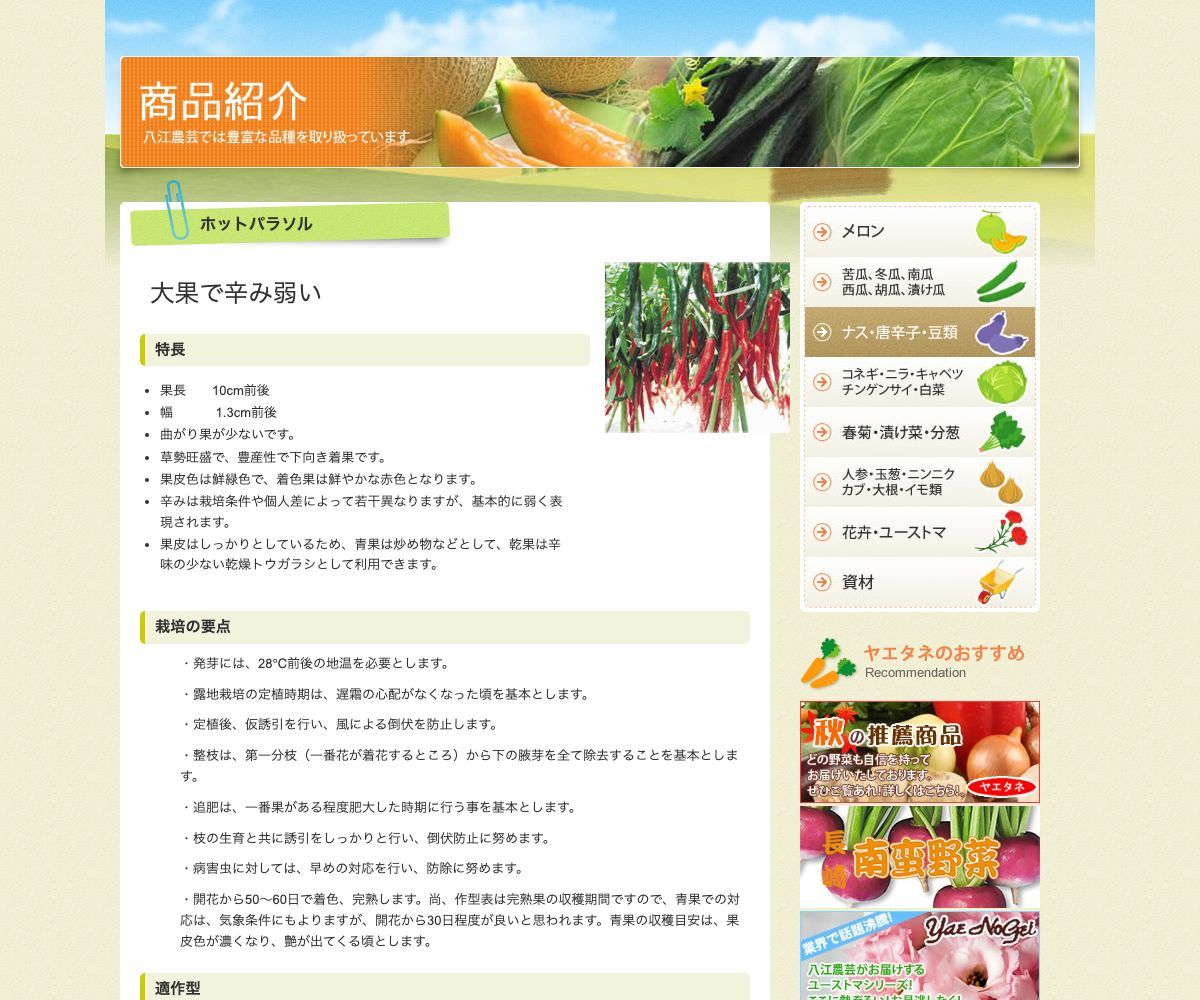 ホットパラソル