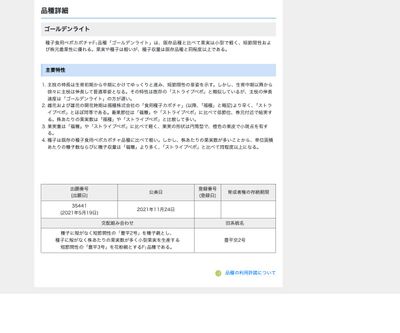 ゴールデンライトの画像