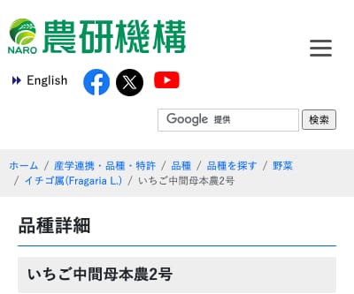いちご中間母本農2号