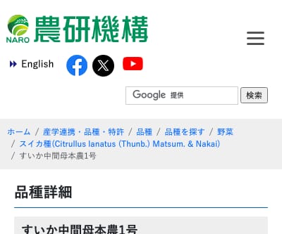 すいか中間母本農1号