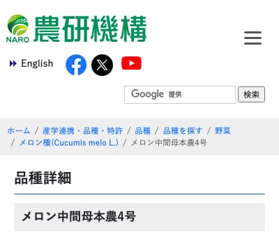 メロン中間母本農4号