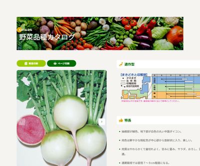 長安青丸紅心（紅心大根）の画像