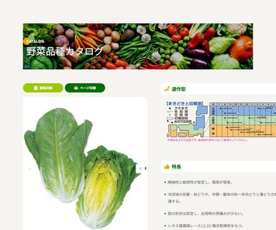 ロマリアの画像