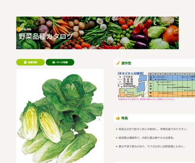コスレタス（立ちレタス）の画像