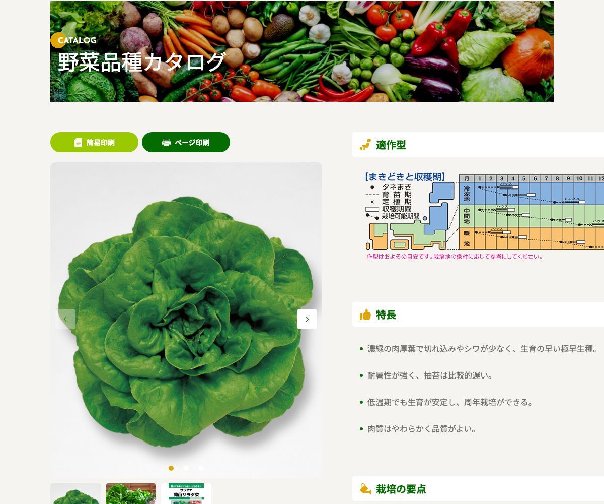 岡山サラダ菜